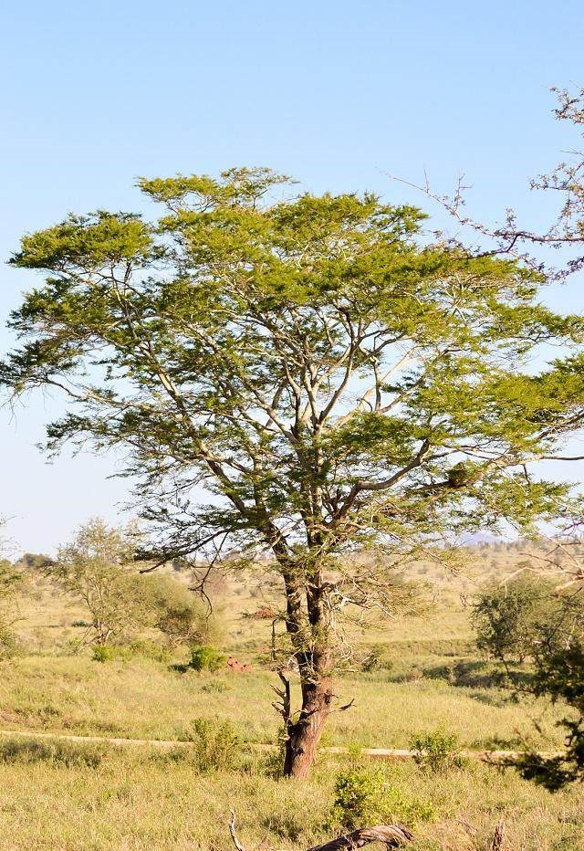 神奇的中药——合欢皮:理气解郁又安神,失眠健忘忧虑灵!