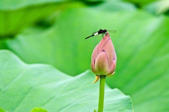 80句绝美诗词：世间最美的风景，都在古人的诗里