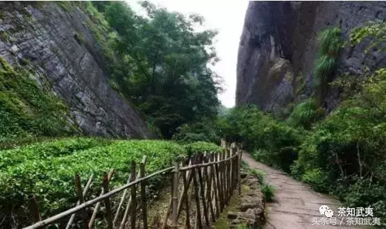 大红袍的价格为何差距这么大？