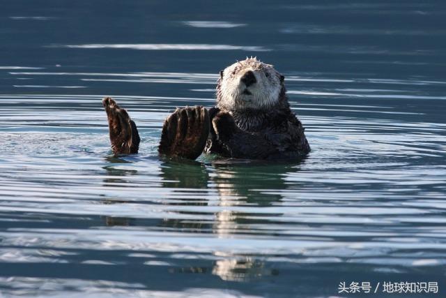 进口海豹，出口连体人，这究竟是一个怎样的时代？地球知识局