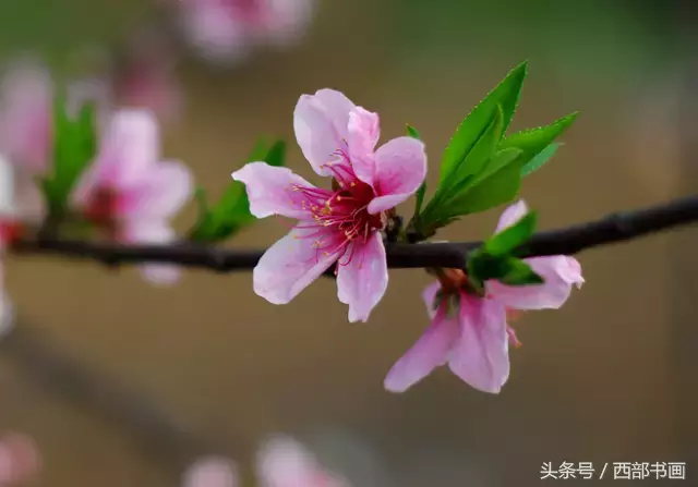 正是桃花盛开时，36首桃花诗词，美醉了！