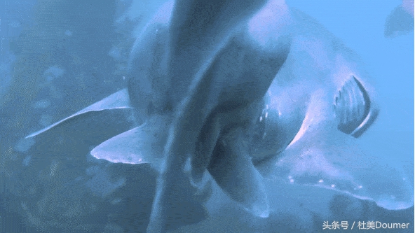 鲨鱼是怎样成为床品的萌宝宝的
