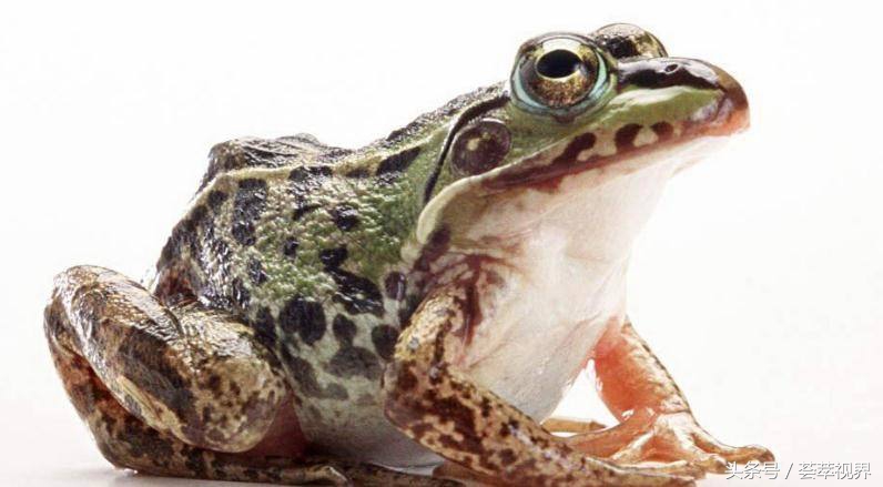 牛蛙为什么叫牛蛙「牛蛙为什么叫牛蛙」