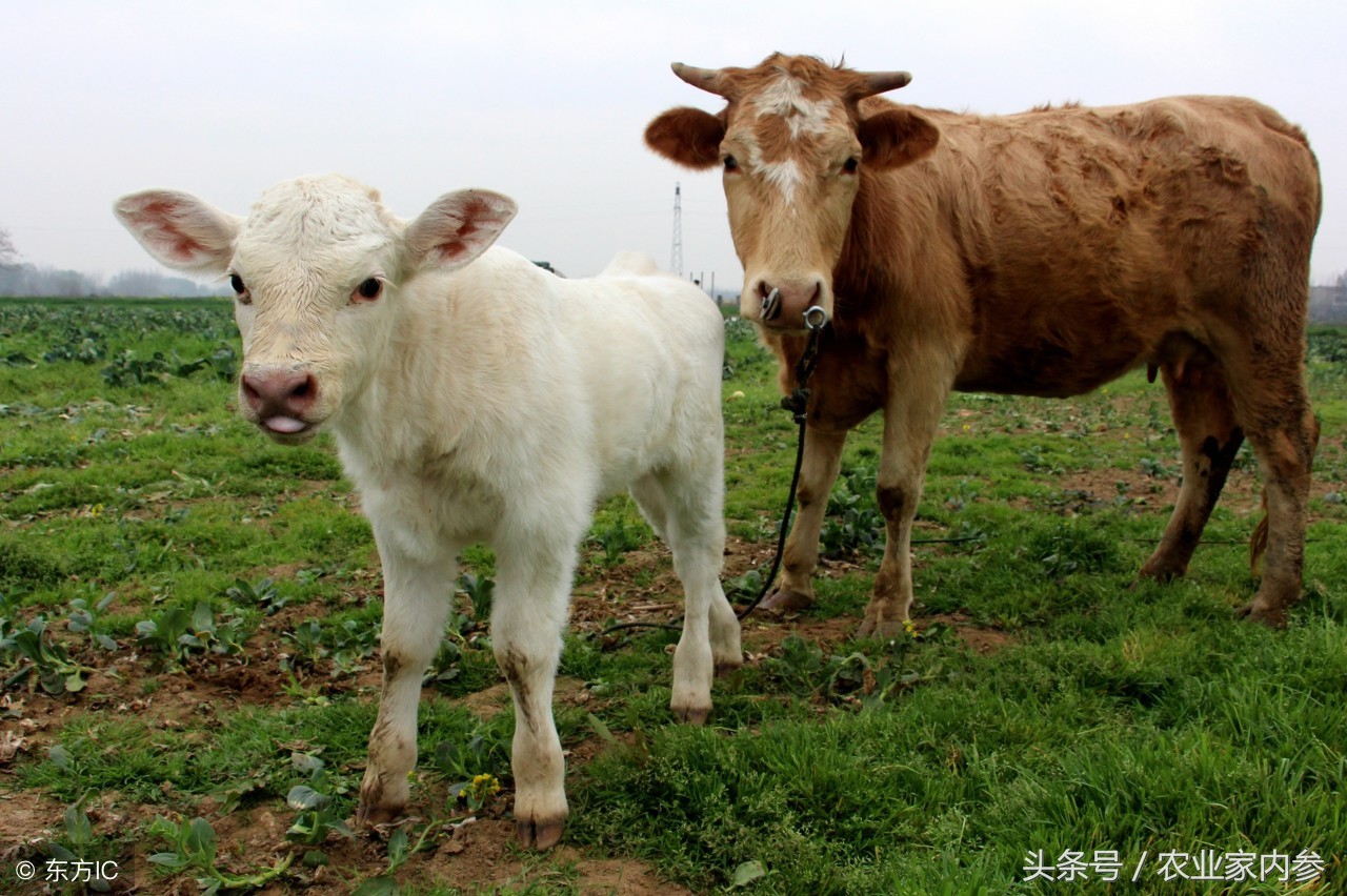 今日内蒙古小牛犊价格「内蒙古小牛犊价格多少」