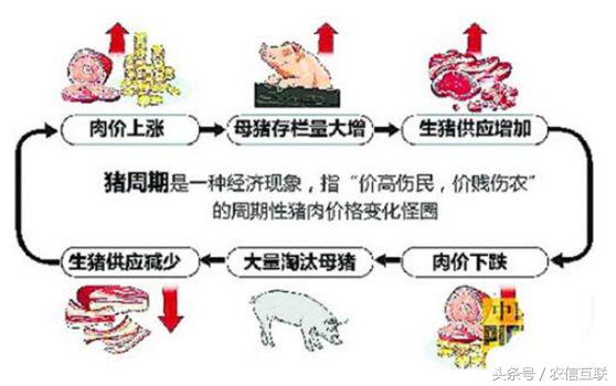 探究猪价波动的真因，中国的养猪业的大数据道路！