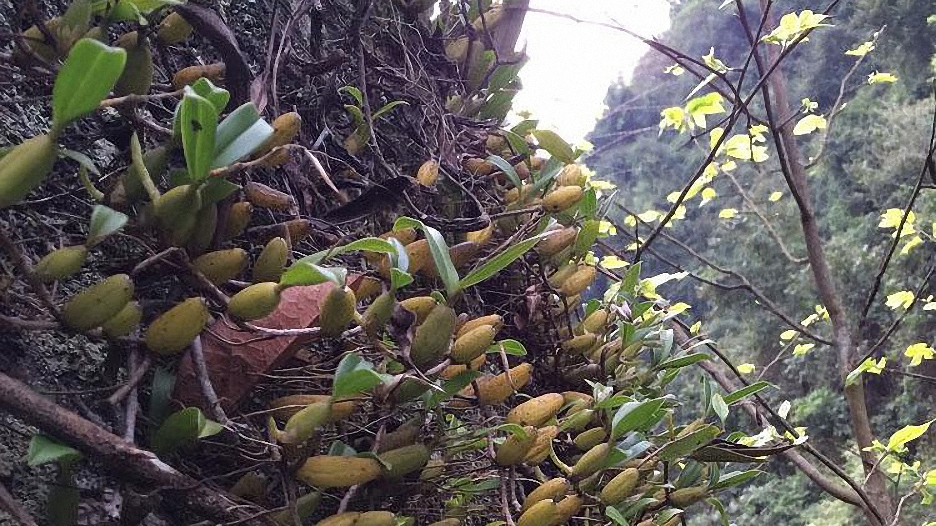 石枣子的功效与作用 石枣子的功效与作用有哪些