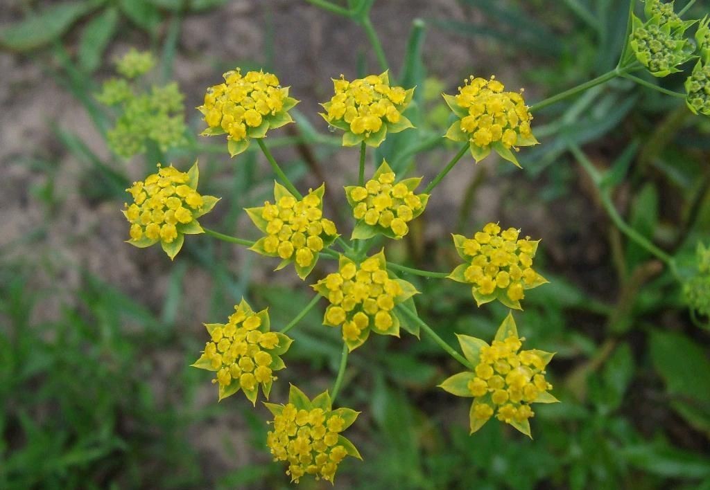 柴胡的作用与功效 柴胡的功效与禁忌-春风号
