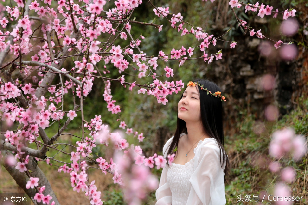 『桃花劫』一叶桃花半边 一梦江山几年 一夏尘飞满天 一点默思无