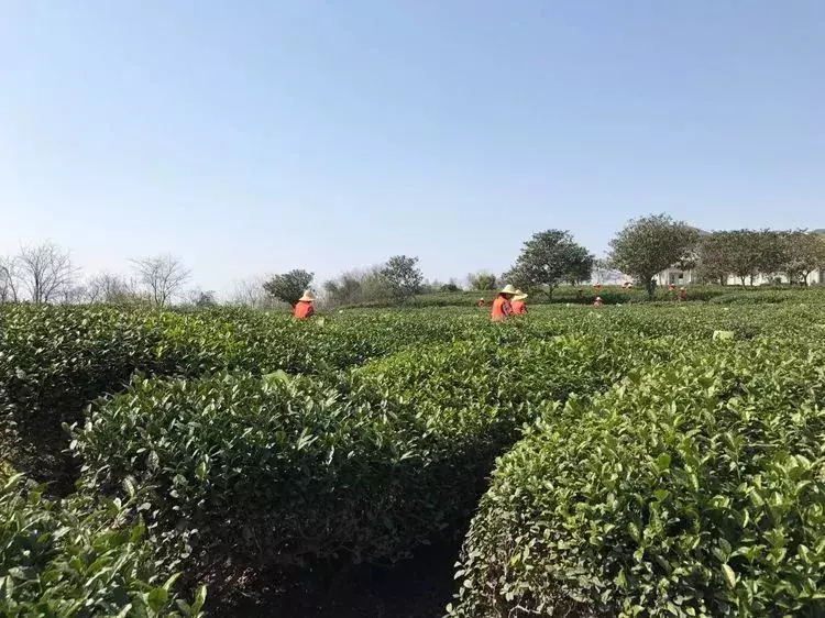 此时的高新区，正是吃春好时节！