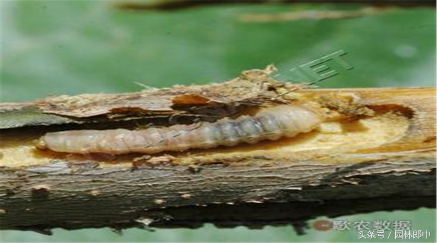 天牛防治毒签法的正确操作方法!