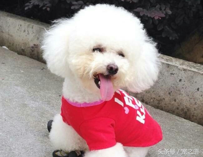 狗狗发型之比熊:贵宾形,泰迪形,最厉害的是个方的,方的