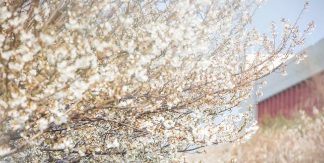 免费赏樱：许昌学院举办第二届樱花文化节，身着汉服赏樱花，美！