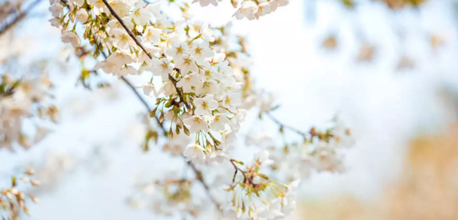 免费赏樱：许昌学院举办第二届樱花文化节，身着汉服赏樱花，美！