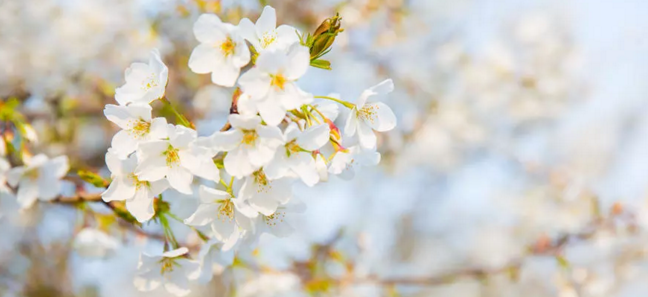 免费赏樱：许昌学院举办第二届樱花文化节，身着汉服赏樱花，美！