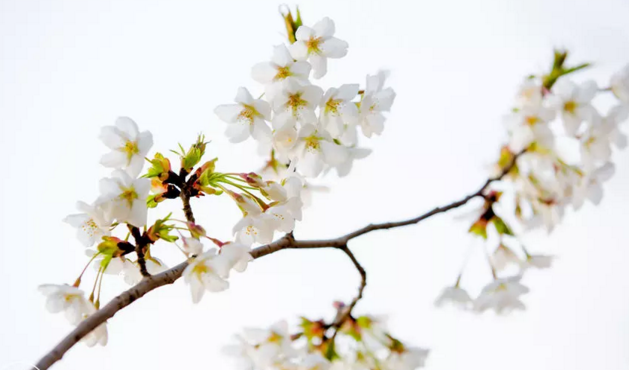免费赏樱：许昌学院举办第二届樱花文化节，身着汉服赏樱花，美！