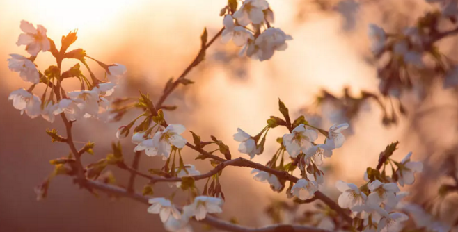 免费赏樱：许昌学院举办第二届樱花文化节，身着汉服赏樱花，美！