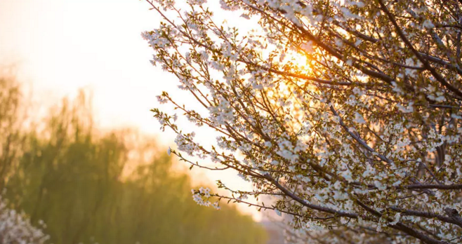 免费赏樱：许昌学院举办第二届樱花文化节，身着汉服赏樱花，美！