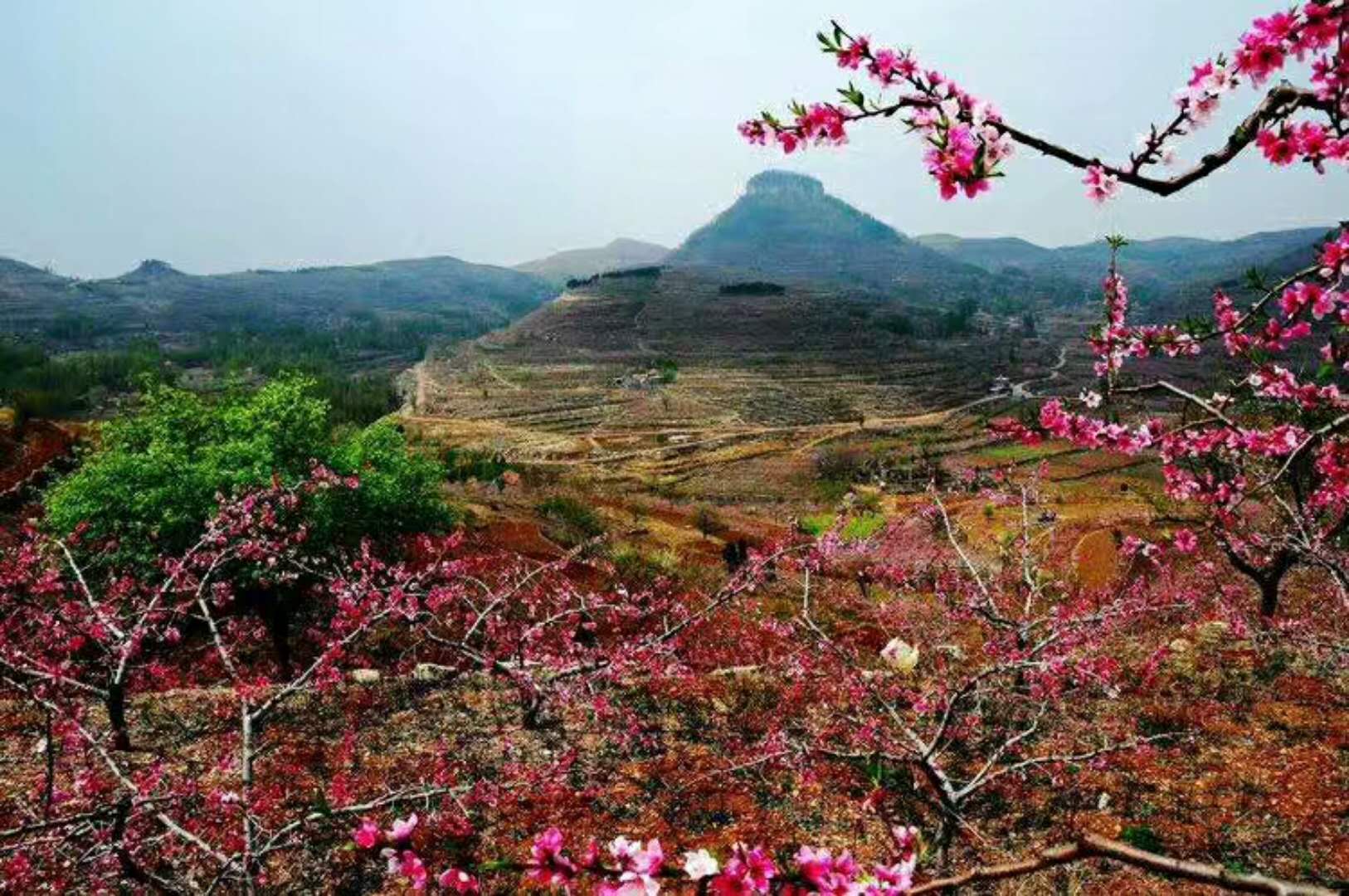 沂蒙山蒙阴青年回乡，开启土话方言模式，乡音不改，乡情长在