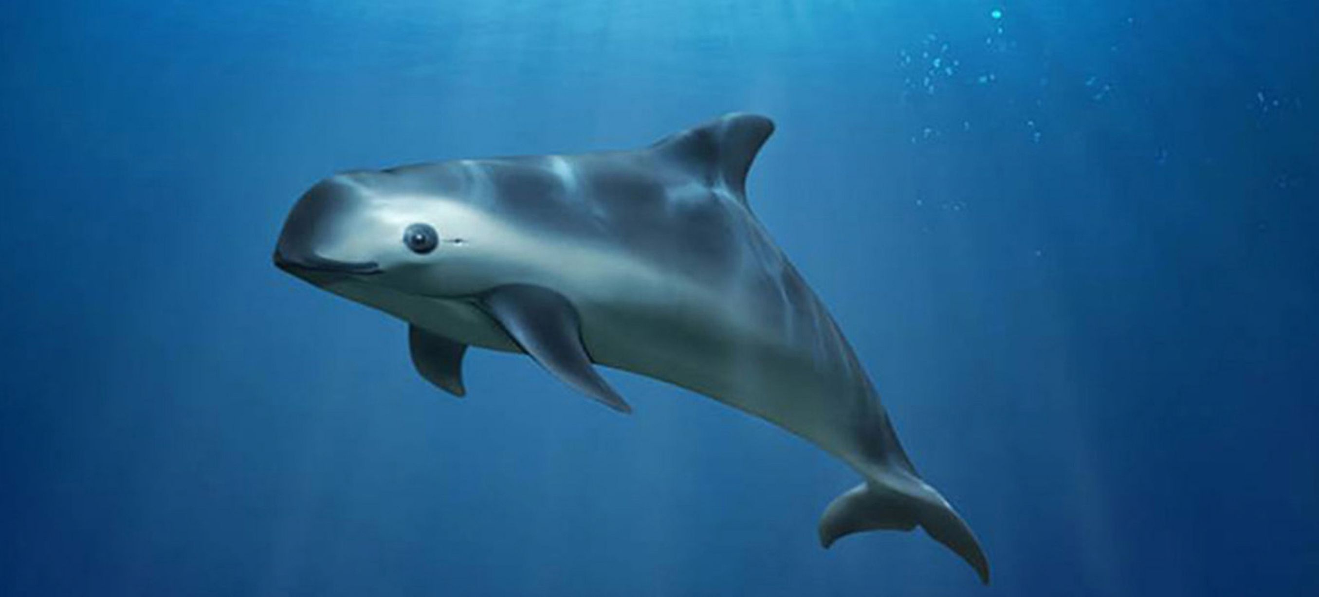 1 加湾鼠海豚(vaquita porpoise)这是世界上最奢华的名单之一——但它