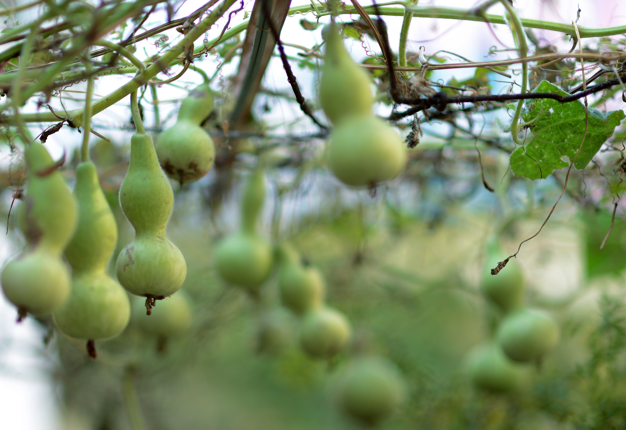 中国葫芦中的"福禄"文化