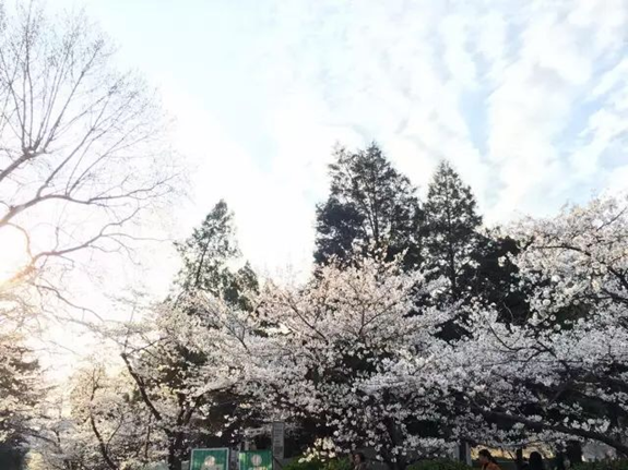 太美腻！这些高校校花哪个是你的理想型？