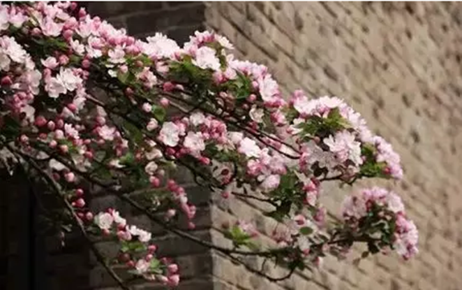 太美腻！这些高校校花哪个是你的理想型？