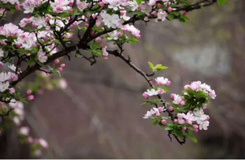 太美腻！这些高校校花哪个是你的理想型？