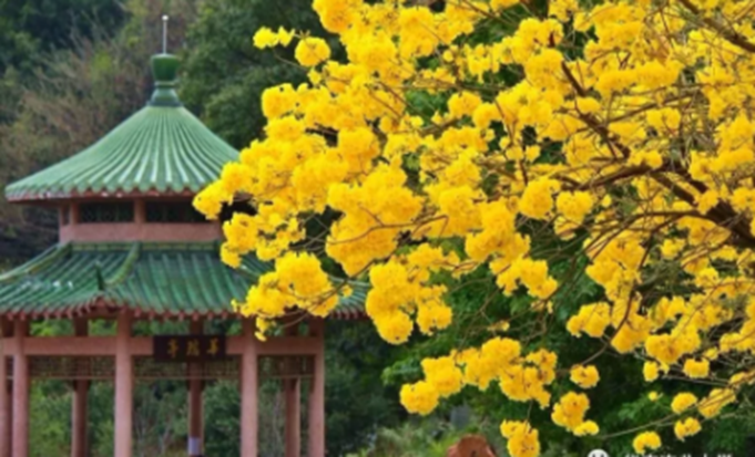 太美腻！这些高校校花哪个是你的理想型？