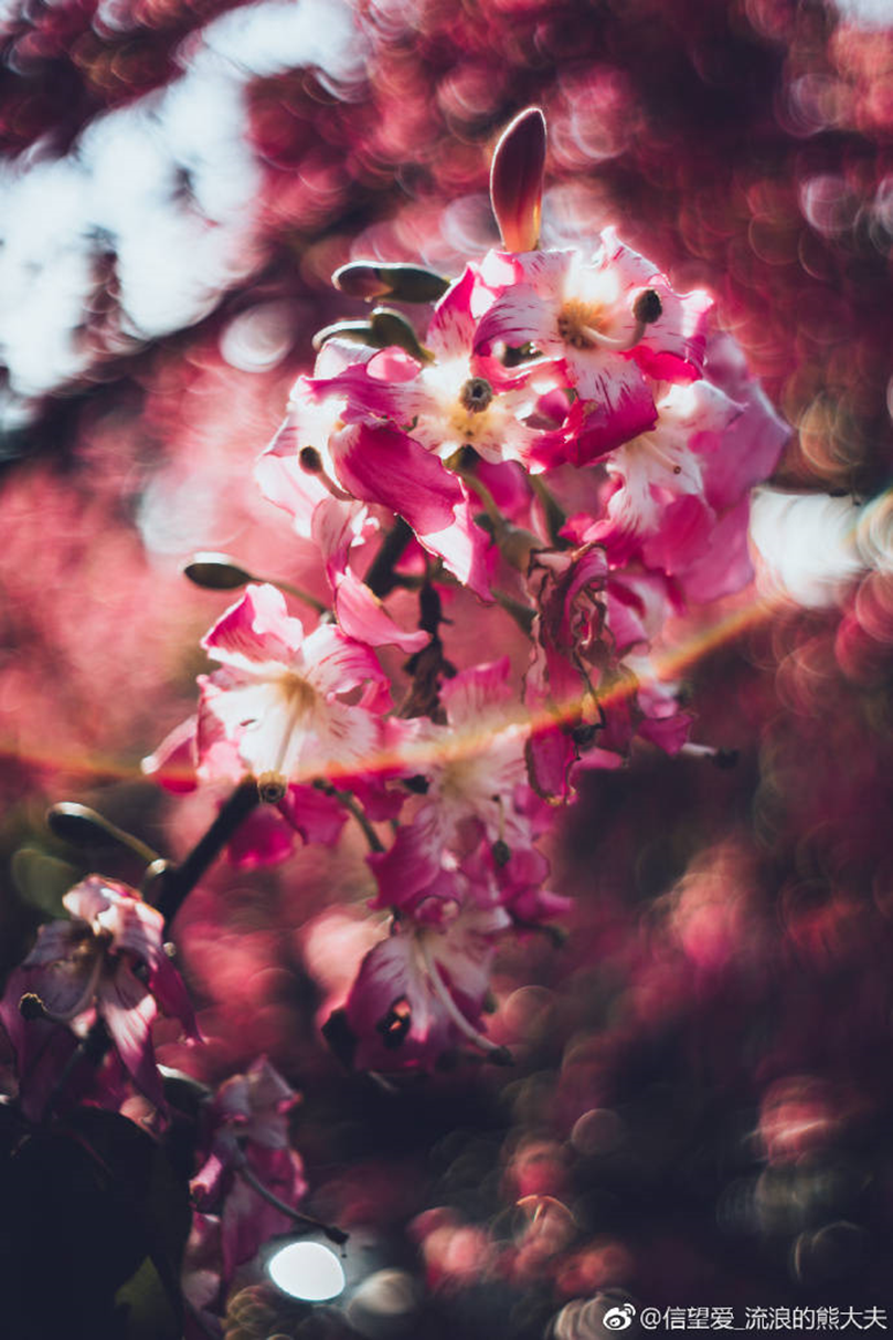 太美腻！这些高校校花哪个是你的理想型？