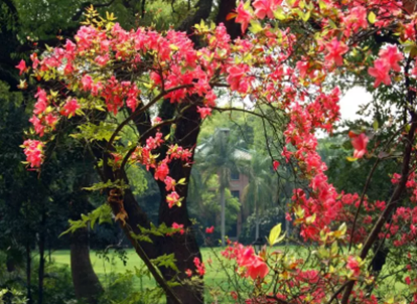 太美腻！这些高校校花哪个是你的理想型？