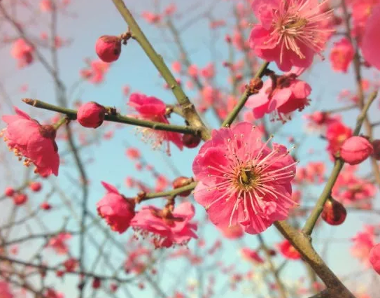 太美腻！这些高校校花哪个是你的理想型？
