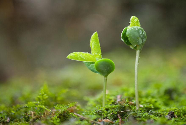 春风送暖春芽发,笑看柳绿花又红