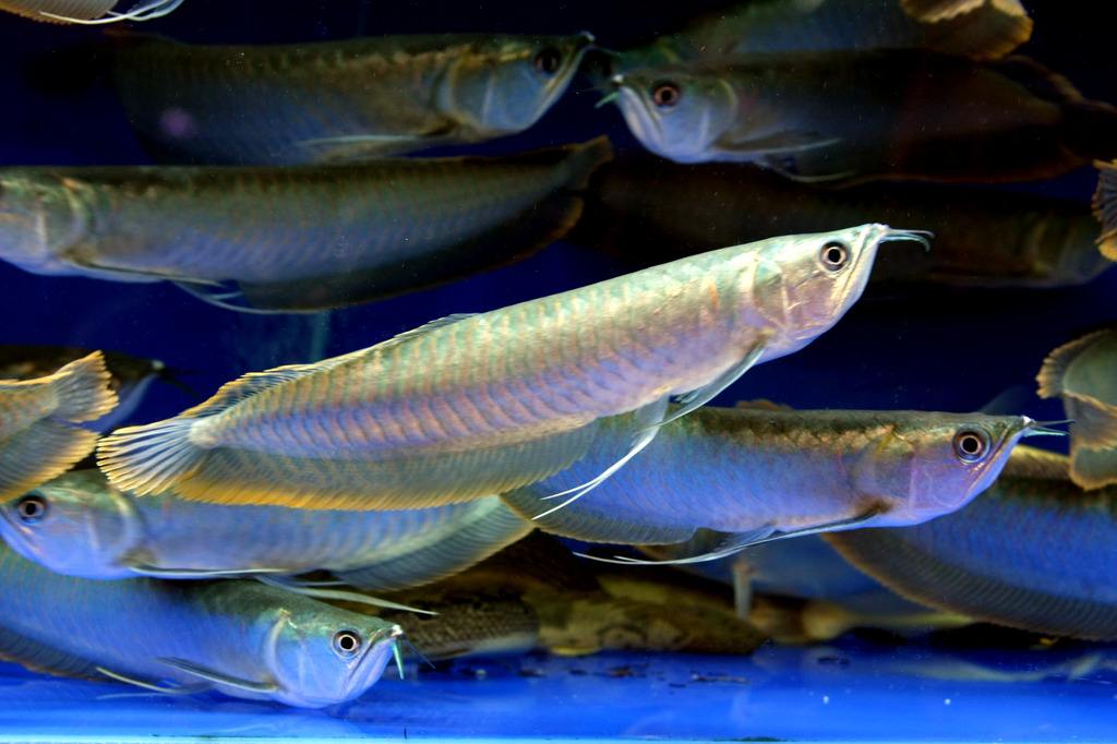 養銀龍魚養幾條最好(養殖銀龍魚的正確入缸程序)