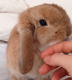 荷兰垂耳兔长什么样子(可爱这个词已经不足以形容垂耳兔了，因为它们满身都是萌点！)