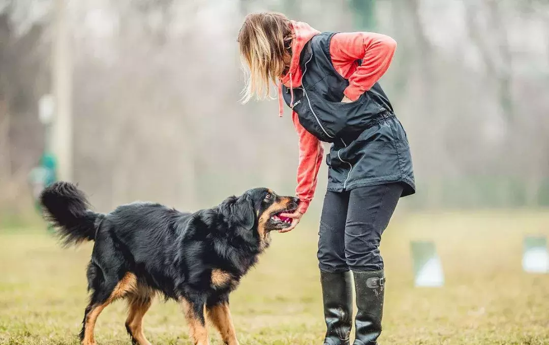 一窝马犬怎样选最厉害的一只（一窝马犬怎样选最厉害的一只呢）