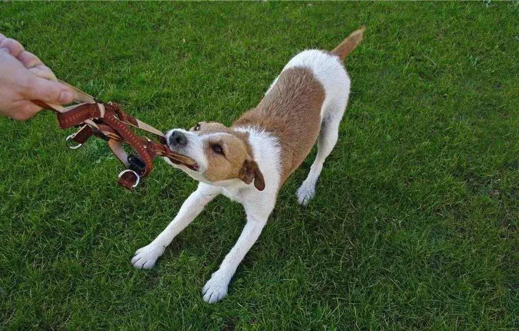 一窝马犬怎样选最厉害的一只（一窝马犬怎样选最厉害的一只呢）