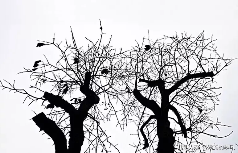风中的鸟巢(原创图文：冬日的鸟巢，你可知它在狂野里独自聆听风的声音)