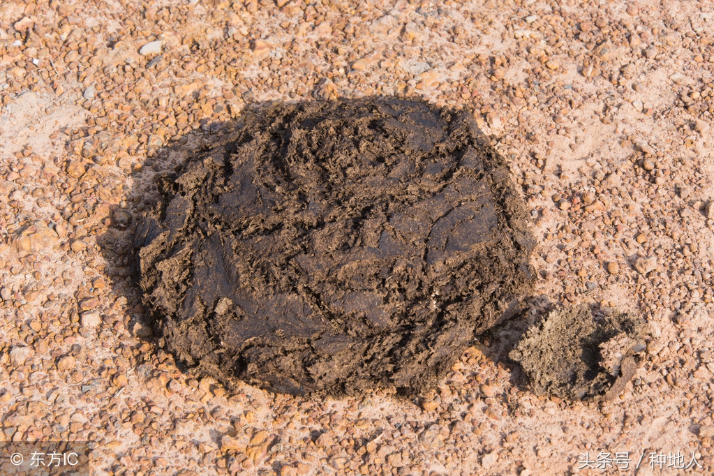 一吨猪粪等于多少化肥?