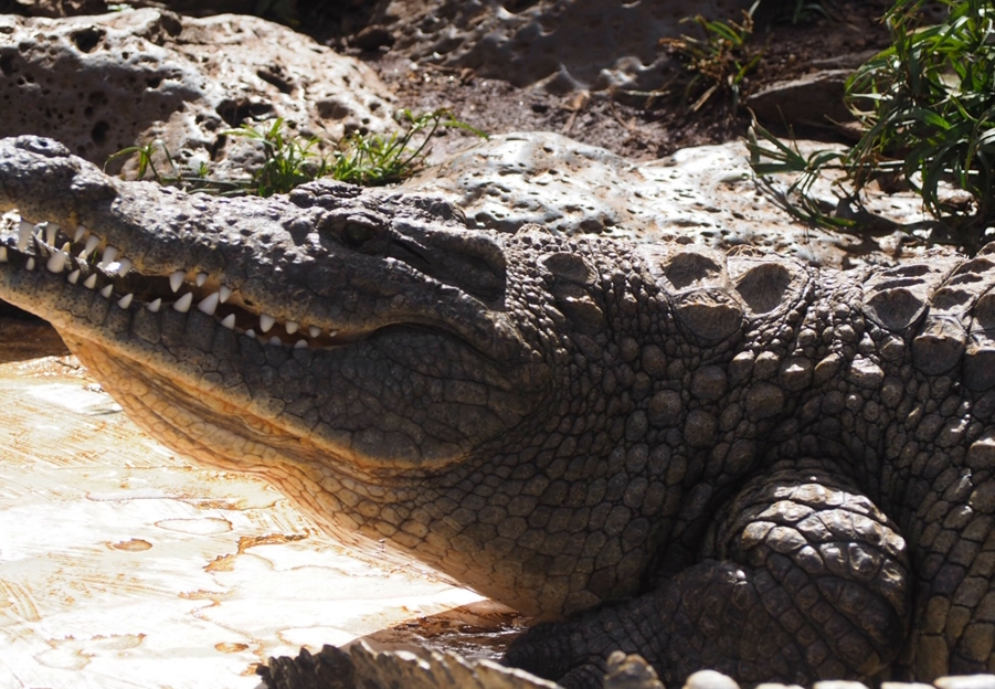 在肯尼亚,看情侣长颈鹿,看掩面哭泣的鳄鱼妈妈