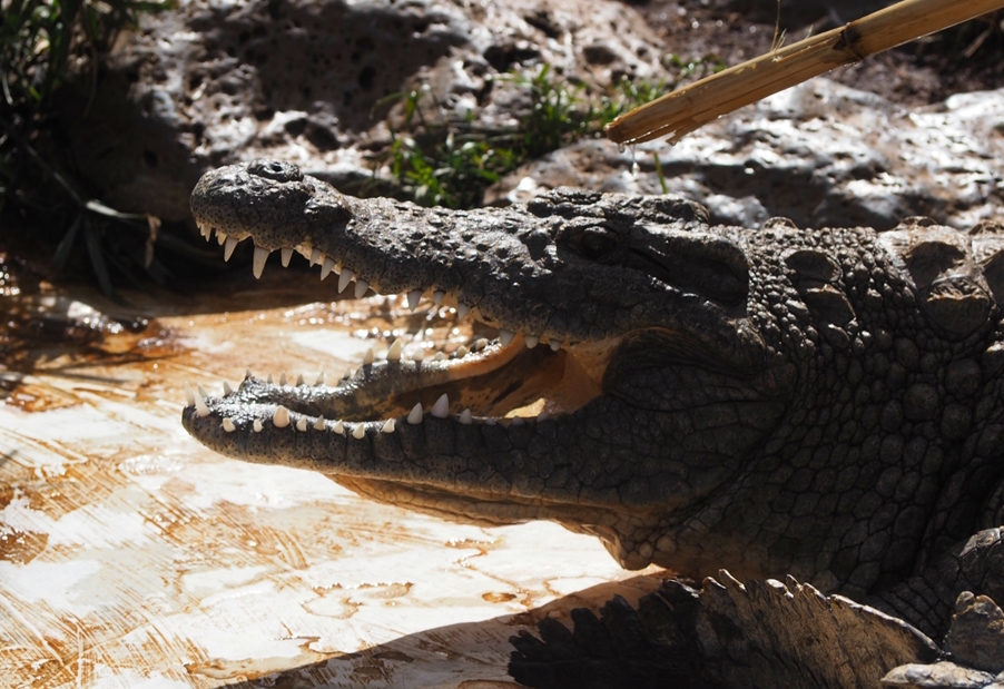 在肯尼亚,看情侣长颈鹿,看掩面哭泣的鳄鱼妈妈
