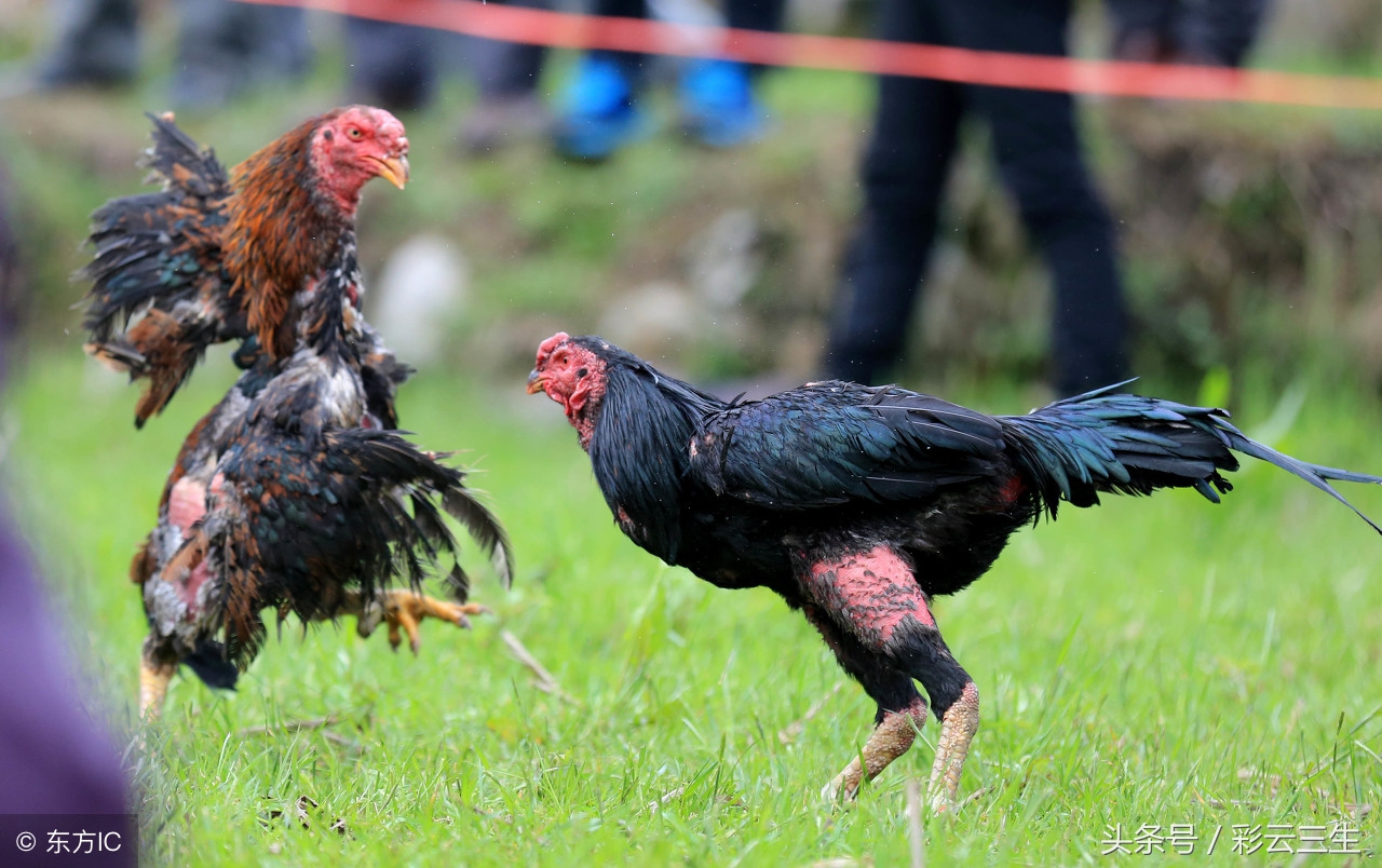 斗鸡苗多少钱一只?斗鸡品种怎么选择