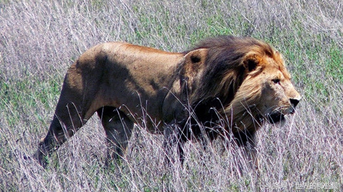 开普狮如今也已灭绝,这种狮子雄狮平均体重能达190千