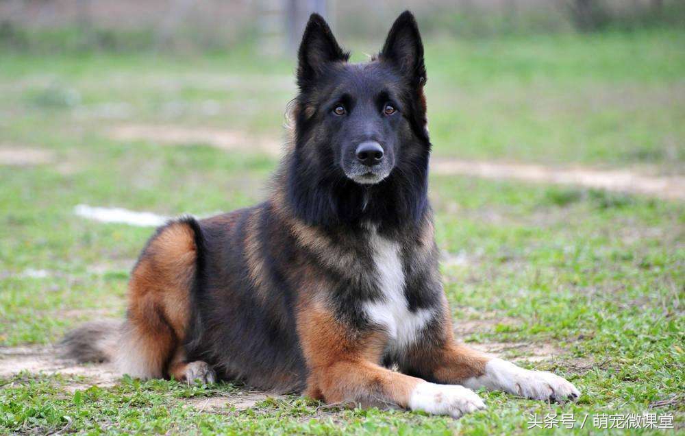 来自比利时的本土犬种,除了马犬你还知道哪些呢?