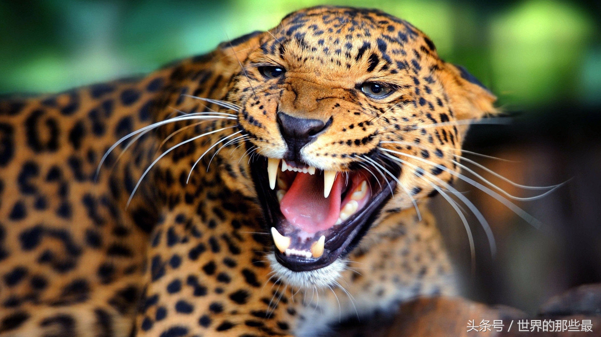 食肉动物有哪些动物(食肉动物有哪些动物3个字) - 风集网