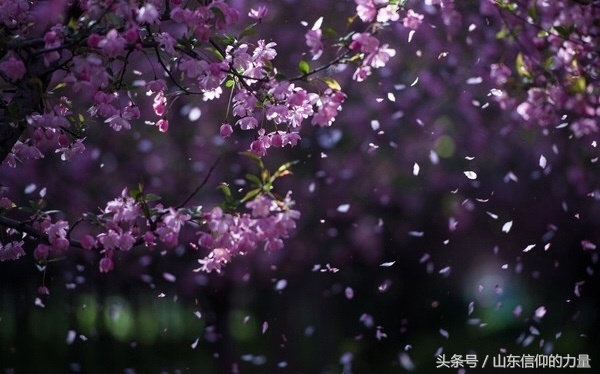 一朝春尽红颜老，花落人亡两不知！