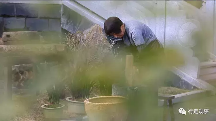 徽州清明艾叶饺：嚼在嘴里艾叶香，念在心底乡愁浓