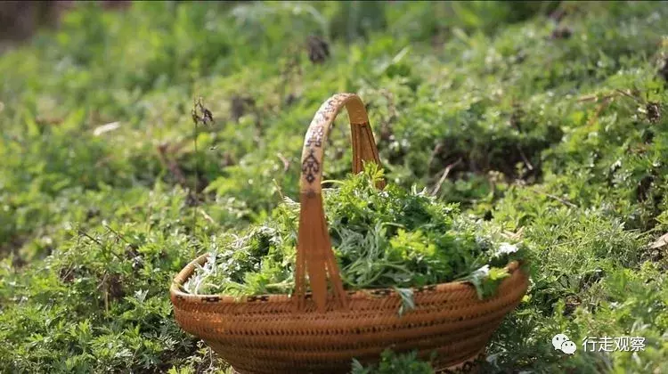 徽州清明艾叶饺：嚼在嘴里艾叶香，念在心底乡愁浓