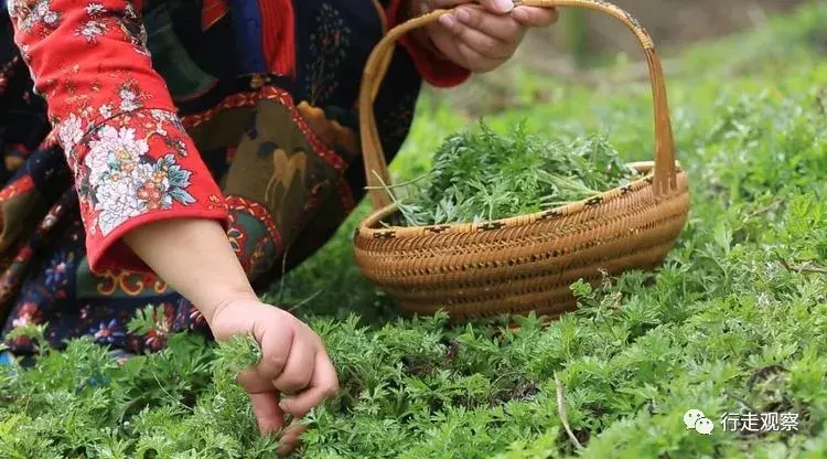 徽州清明艾叶饺：嚼在嘴里艾叶香，念在心底乡愁浓