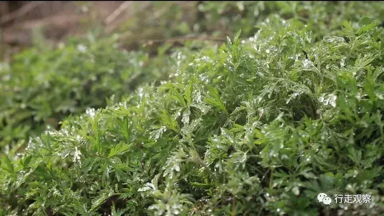 徽州清明艾叶饺：嚼在嘴里艾叶香，念在心底乡愁浓