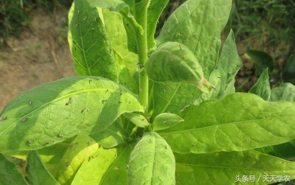 黄龙病危害严重,木虱爆发前教你两步解决柑橘危害!